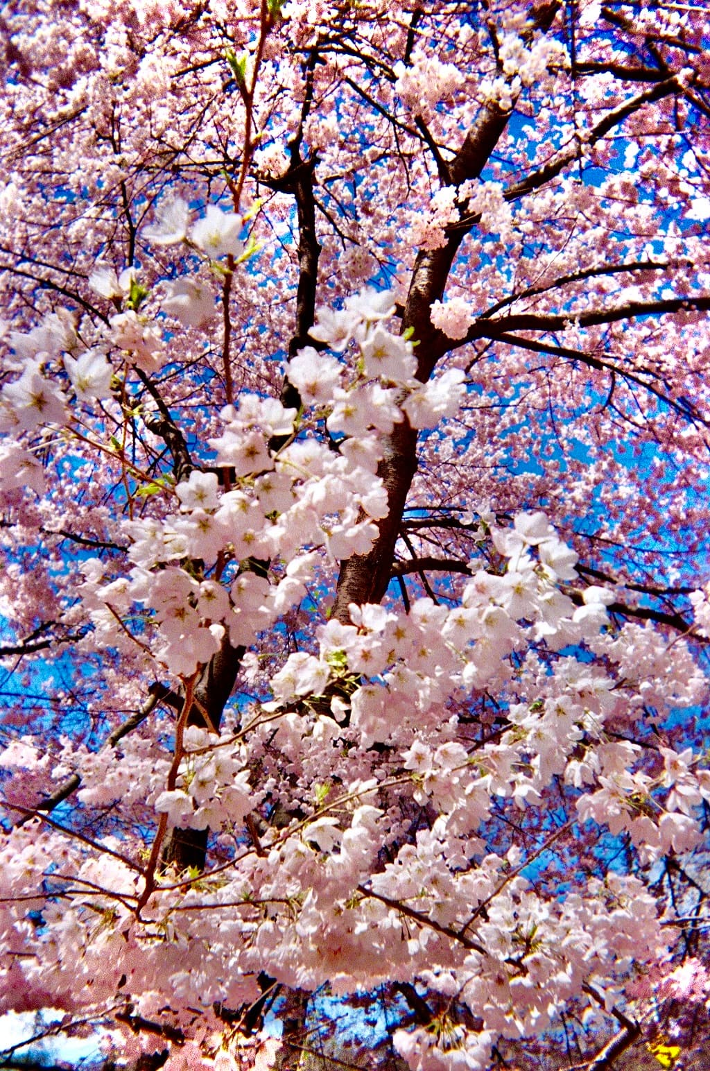 Cherry blossom