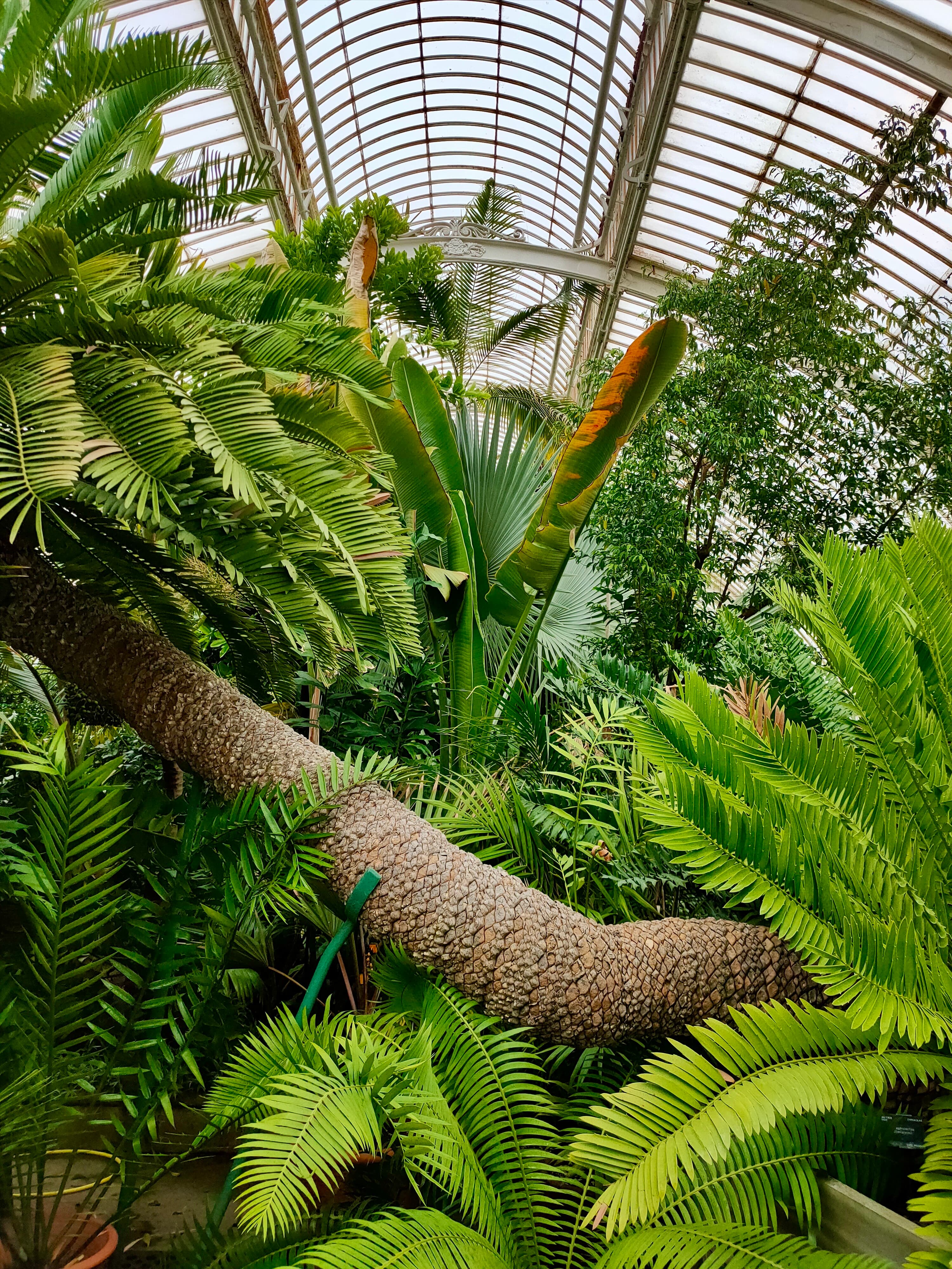 Kew — my favourite place